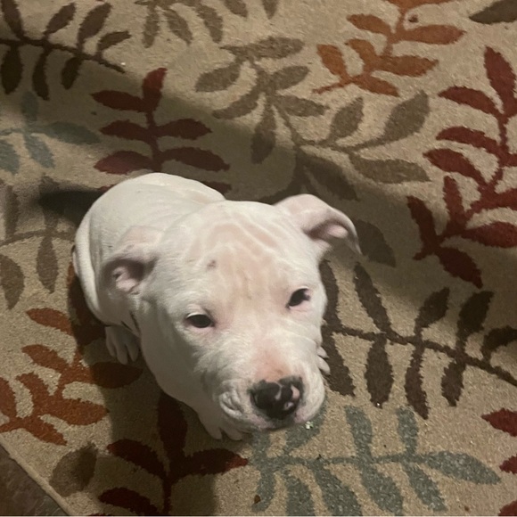 Profile Picture of Michael William (@standoff702) on Poshmark