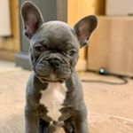 Profile Picture of Французские Бульдоги 🖤 Москва (@puppy_farm_) on Instagram