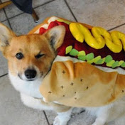 Steven Guay - Youtube Profile Picture of Steven Guay (@mrChienchaud) on Youtube