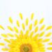 Profile Picture of Janelle Sentiwany (@jsentiwany) on Pinterest