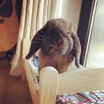 Profile Picture of Marshall 🐰 Lilly 👑 (@marshall__lilly) on Instagram