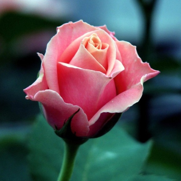 Profile Picture of Mariah Heisterkamp (@mmh2018) on Poshmark