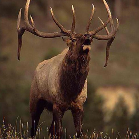 Profile Picture of Aubrianna Bakalars (@treezrgreen) on Poshmark