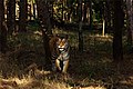 Profile Picture of Pench Tiger Reserveon Wikipedia
