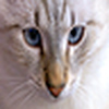 Profile Picture of Kamran Pictures (@Kamran Pictures) on Flickr