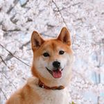 Profile Picture of Lucy Kim (@shiba_my_tomo) on Instagram