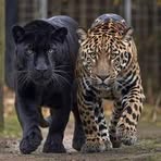 Profile Picture of Johnathan Mathews (@Johnathan-Mathews) on Facebook