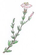 Profile Picture of Frankenia paucifloraon Wikipedia