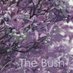 Profile Picture of The Bush (@shrillshrub) on Twitter
