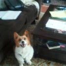 Profile Picture of Phyllis Heisler (@corgimom20) on Pinterest