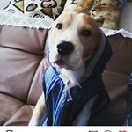 Profile Picture of Danny (@danny_beagledog) on Instagram