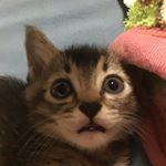 Profile Picture of 渡邉しん (@shinn121017) on Instagram