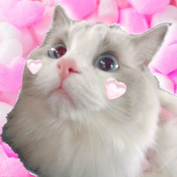 Profile Picture of ぷいたん👶🏻🫧ラグドール (@_puitan_) on Tiktok