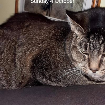Profile Picture of Josh Starks (@StarksJosh) on Twitter