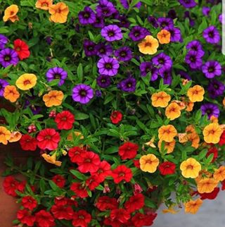 Profile Picture of Joanne Albertson (@joanne.albertson.3) on Facebook