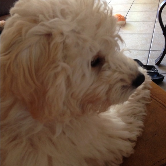 Profile Picture of Donna Metroka (@dmetro1018) on Poshmark