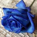 Profile Picture of Minerva Escobar (@minervaescobar4) on Instagram