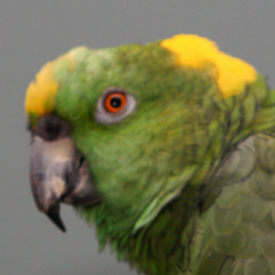Profile Picture of Bellem (@coreyparrot) on Twitter