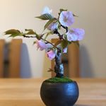 Profile Picture of パン粉 (@panfen1) on Instagram