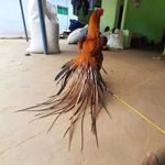 Profile Picture of Parrot Beak Aseel Tamil PH:9894882315 (@vanji_muthu_udumalai) on Instagram