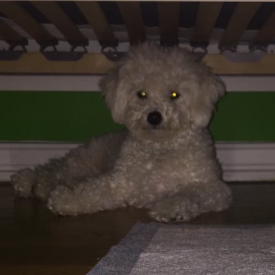 Profile Picture of Michael Mosheyev (@MichaelMosheye2) on Twitter