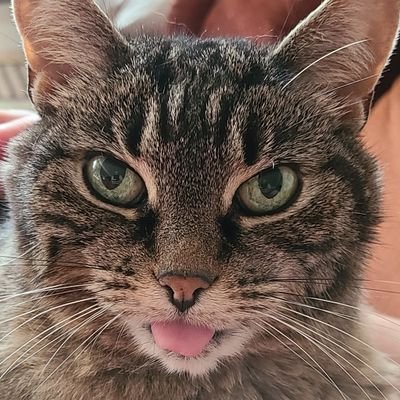 Profile Picture of Tony Venditti (@penned) on Twitter