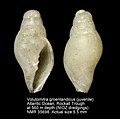 Profile Picture of Volutomitra groenlandicaon Wikipedia