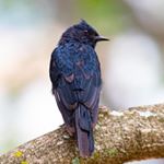 Profile Picture of Alexsandro Galdino (@asgaldinophotoaves) on Instagram