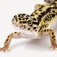 Profile Picture of Gentle Adams (@gentle-adams) on Quora