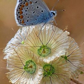 Profile Picture of Paula Graham (@phgraham1) on Pinterest