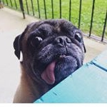 Profile Picture of M O N K E Y🐒 + Angel Snicky😇 (@50shadesof.pug) on Instagram
