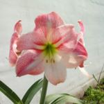 Profile Picture of gloria cancino (@cancinodelgadogloria) on Instagram