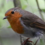 Profile Picture of Matthew Barnes (@crazyaboutchaffinch) on Flickr