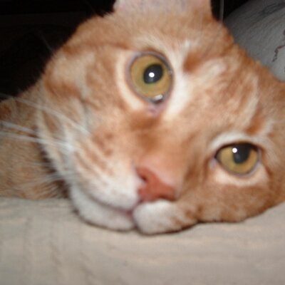 Profile Picture of Nancy Hutson (@Tiggerboo59) on Twitter