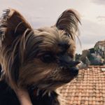 Profile Picture of Sono il Signor Pisilino🐶 (@proprio_marilyn) on Instagram