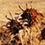 Profile Picture of Senatus Populus Que-romanus (@senatus populus que-romanus) on Flickr