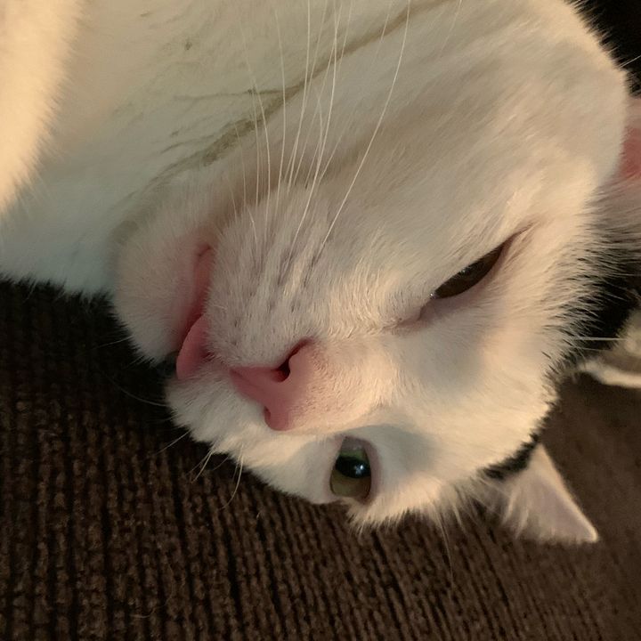 Profile Picture of kramer.lucinda (@lulutlull) on Tiktok