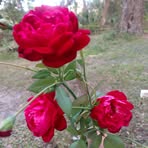 Profile Picture of Sharon Trobridge (@sharon.trobridge.5) on Facebook