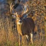 Profile Picture of James Clarkston (@whitetail._.mafia) on Instagram