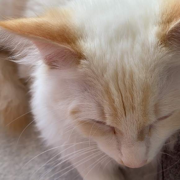 Profile Picture of Arthur Wong (@oppa3) on Poshmark