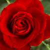 Profile Picture of Devon Kiekhafer (@devonkiekhafer0) on Tiktok