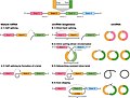 Profile Picture of Circular RNA - Wikipediaon Wikipedia