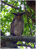 Profile Photo of Spot-bellied eagle-owlon Wikipedia