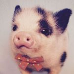 Profile Picture of Connor Ian Williams (@deadlypiggy07) on Instagram