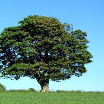 Profile Picture of Joshua Dupiche (@ScholarlySpirit) on Twitter