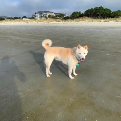 Profile Picture of Leffe (@BlondeShibaInu) on Twitter