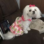 Profile Picture of Suzanne Steger (@seahorsez19) on Instagram