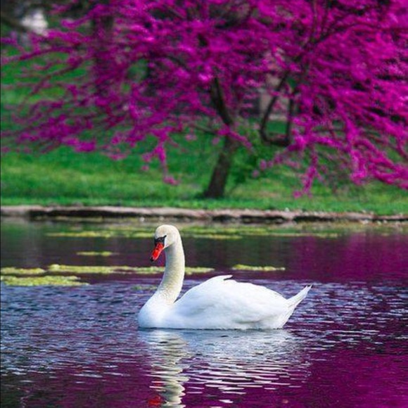 Profile Picture of Nadine Jellema (@ncassie) on Poshmark