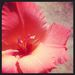 Profile Picture of Terina Johnson (@TerinaJohnson) on Pinterest