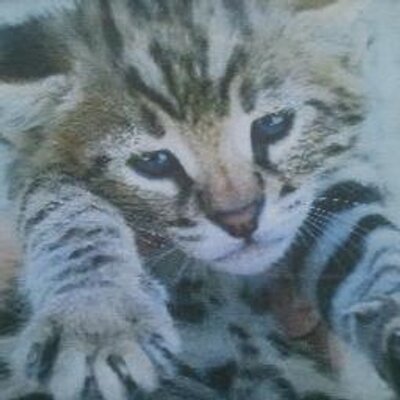 Profile Picture of Nancy Hori (@nancyhori) on Twitter